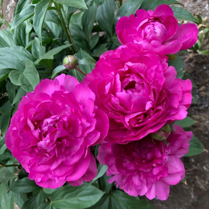 重瓣芍药花苗大富贵带芽种根块