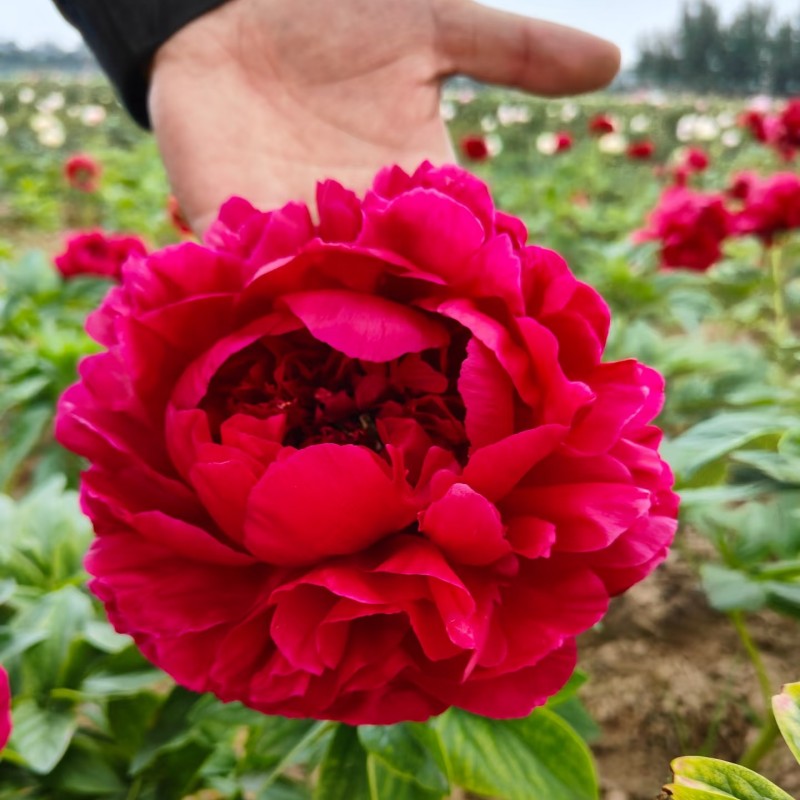 菏泽正宗观赏芍药花苗带根多年生重瓣大花盆栽芍药花根块非牡丹花