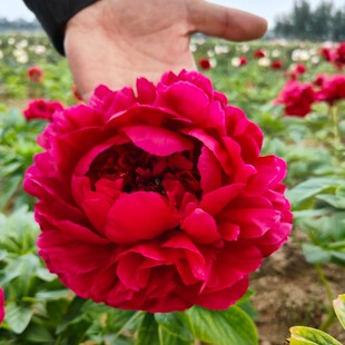 菏泽正宗观赏芍药花苗带根多年生重瓣大花盆栽芍药花根块非牡丹花