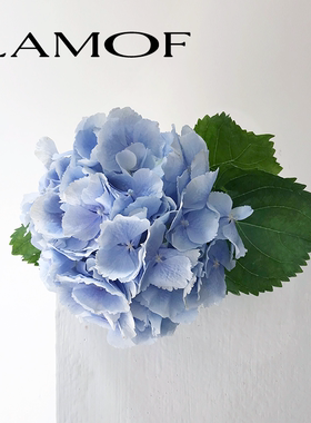 进口绣球 肯尼亚荷兰浅蓝色粉色白色团状鲜花花材