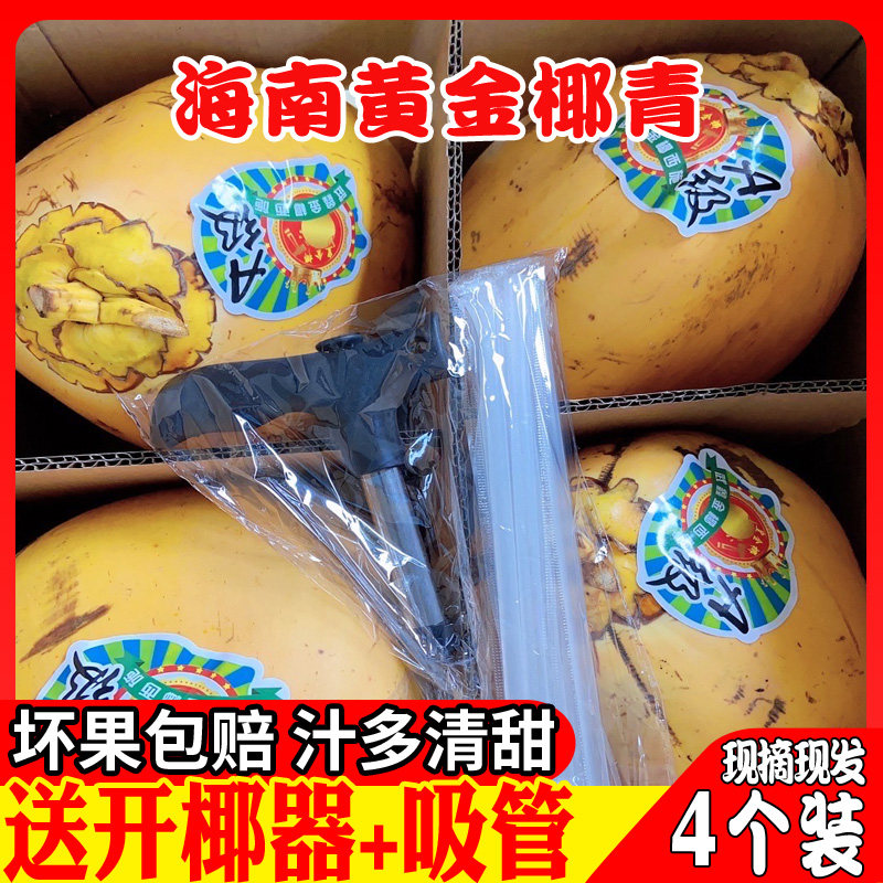 海南新鲜黄金椰子4个装带皮椰青孕妇水果当季补羊水送开椰器黄椰