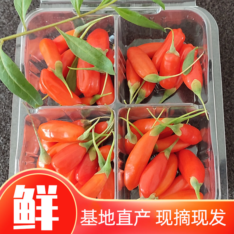 宁夏新鲜枸杞子头茬鲜果构杞现摘食用大颗粒水果鲜苟杞礼盒装500g