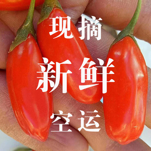 宁夏鲜枸杞新鲜现摘鲜嫩多汁顺丰