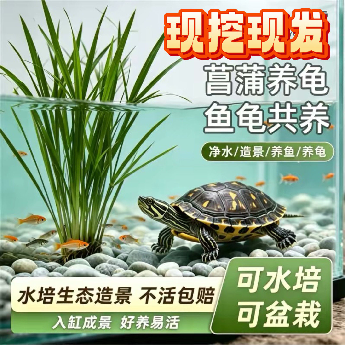 石菖蒲附石龙根菖蒲草水培盆景植水生植物