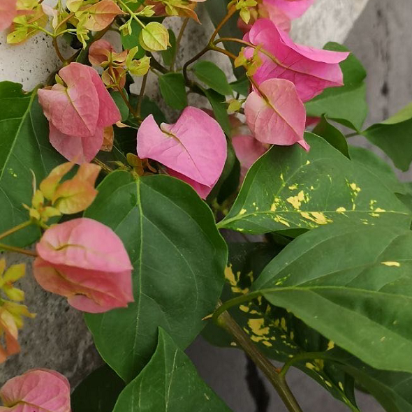 昆明三角梅盆栽花卉爬藤绿叶樱花庭院四季带花发货叶子花小苗组合