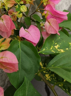 昆明三角梅盆栽花卉爬藤绿叶樱花庭院四季带花发货叶子花小苗组合