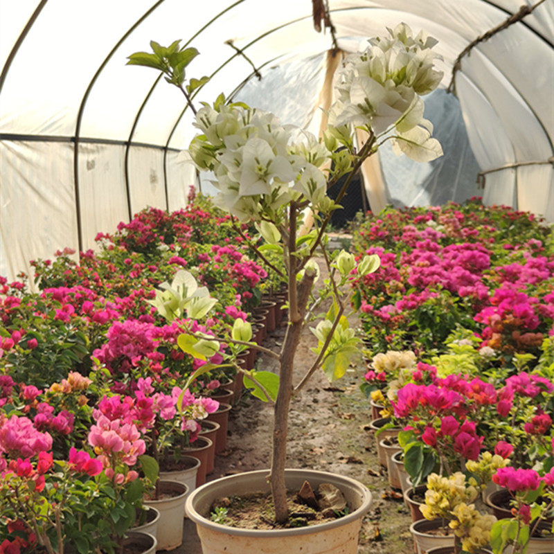 白雪公主三角梅花卉绿植盆栽庭院阳台种植四季开花花卉爬藤植物花