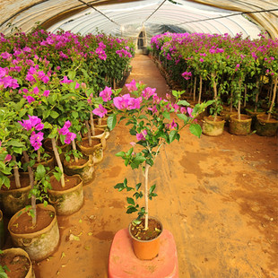 三角梅45元直播链接三盆组合处理特价