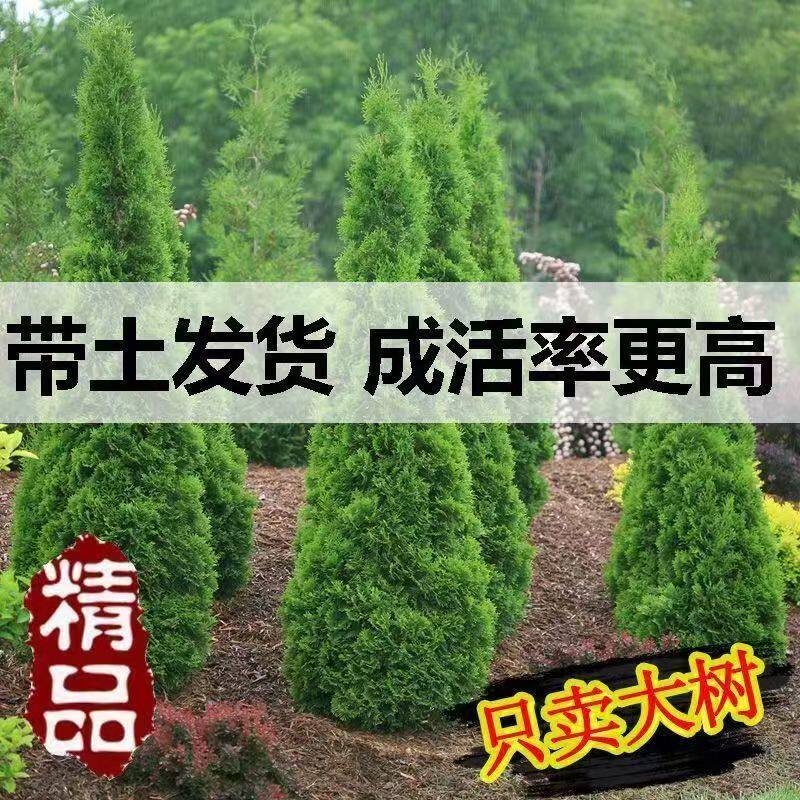 柏树苗坟前树墓前绿植坟头树坟地墓地松柏侧柏四季常青小塔柏宝塔图片