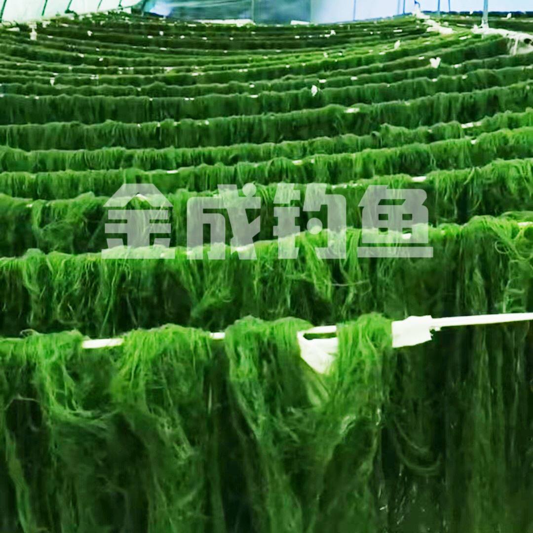 溪流冲钓青苔饵草鱼青波赤尾扁鱼鲤鱼黄尾青尾细鳞军鱼饵马尾青苔