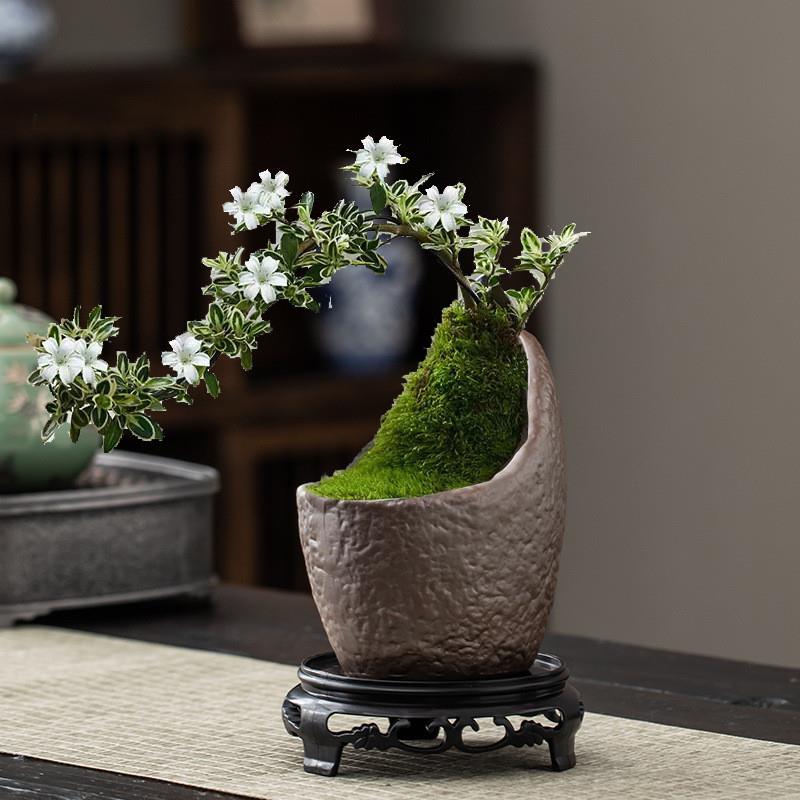 Ceramic medium-plate gardening green-planting in-house garde