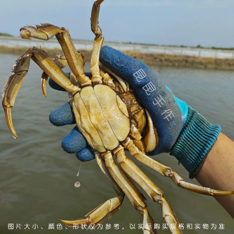 [顺丰]精挑活蟹 江苏大闸蟹 母蟹 8只装