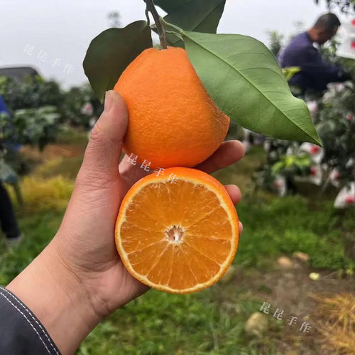 四川爱媛38 果冻橙 水分多 带果酸风味  8斤装