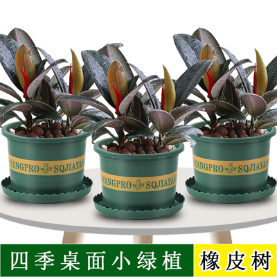 橡皮树盆栽室内植物黑金刚小苗客厅四季桌面绿植土培办公室除甲醛