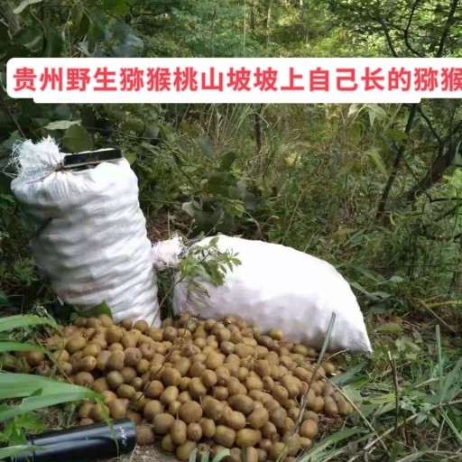 野生贵州野生猕猴桃猕猴桃新鲜1