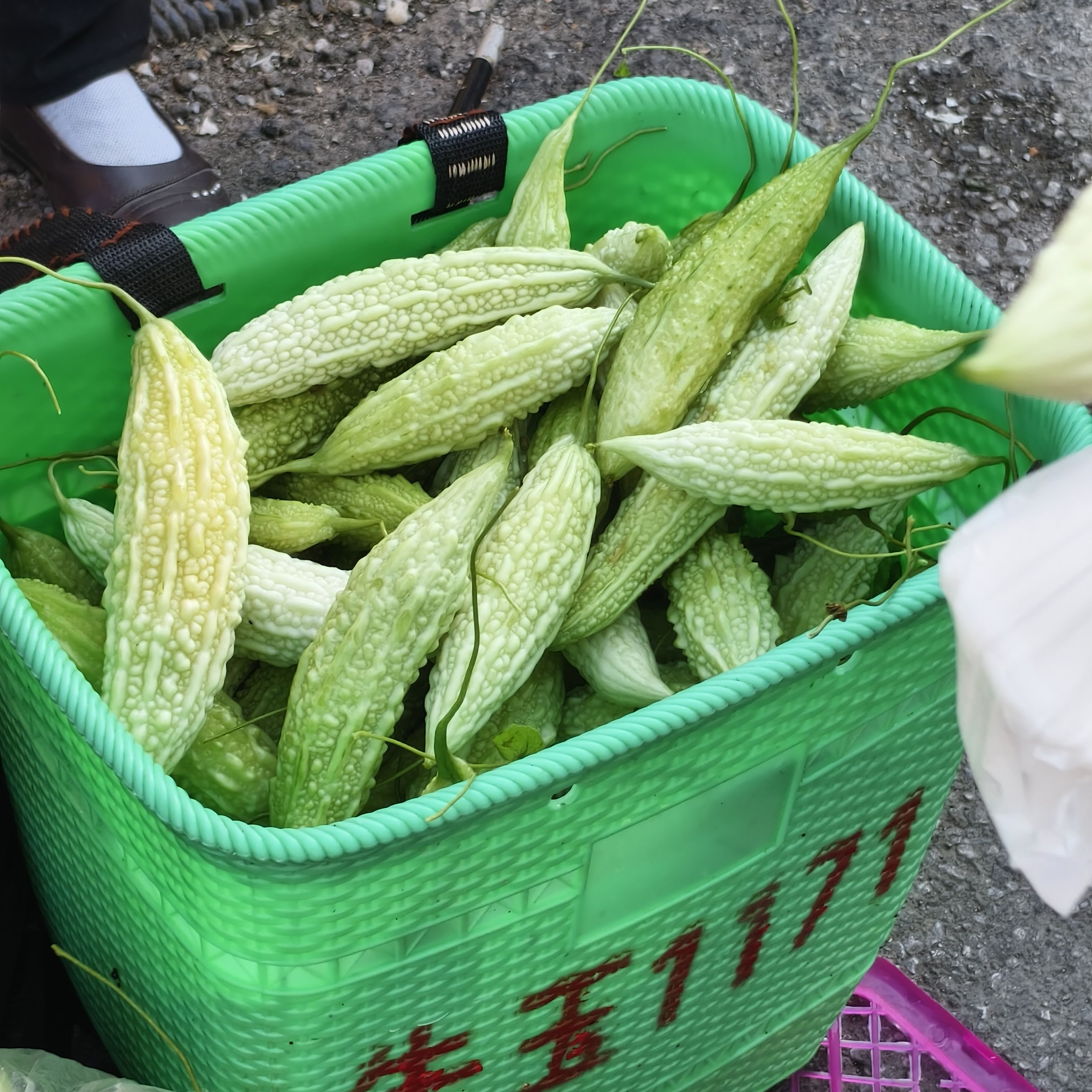 贵州农家新鲜苦瓜新鲜本地老品种苦瓜现摘现发苦瓜包邮