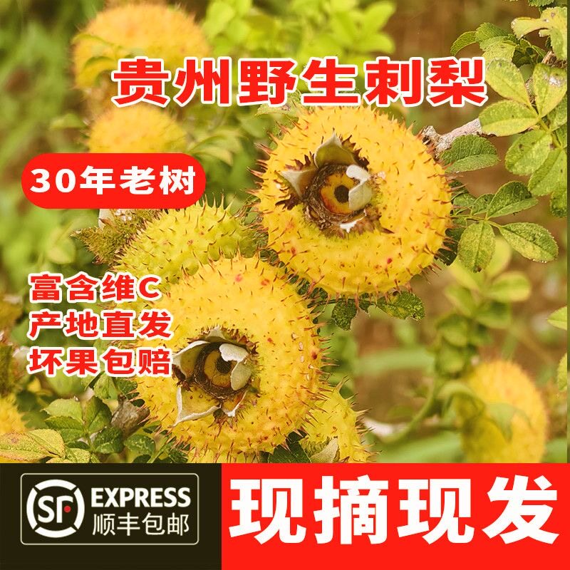 贵州特产刺梨鲜果VC泡酒
