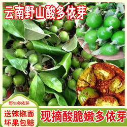 2026年云南酸多依芽渣子果芽澜沧酸多依芽黎明酸多依芽新鲜多依芽