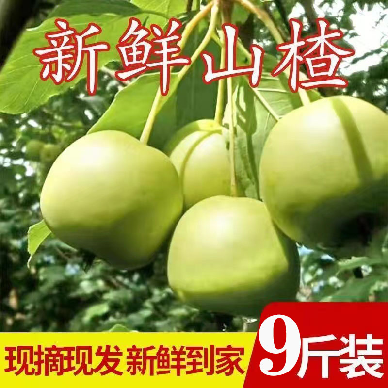 青皮山楂现摘现发的新鲜
