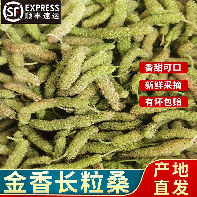 顺丰上门四川新鲜金香长粒桑 当季长条桑葚 现摘长粒桑葚长果