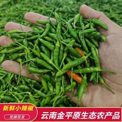 云南金平特产青小米辣小绿小雀辣魔鬼辣香辣泡辣椒专用新鲜现摘