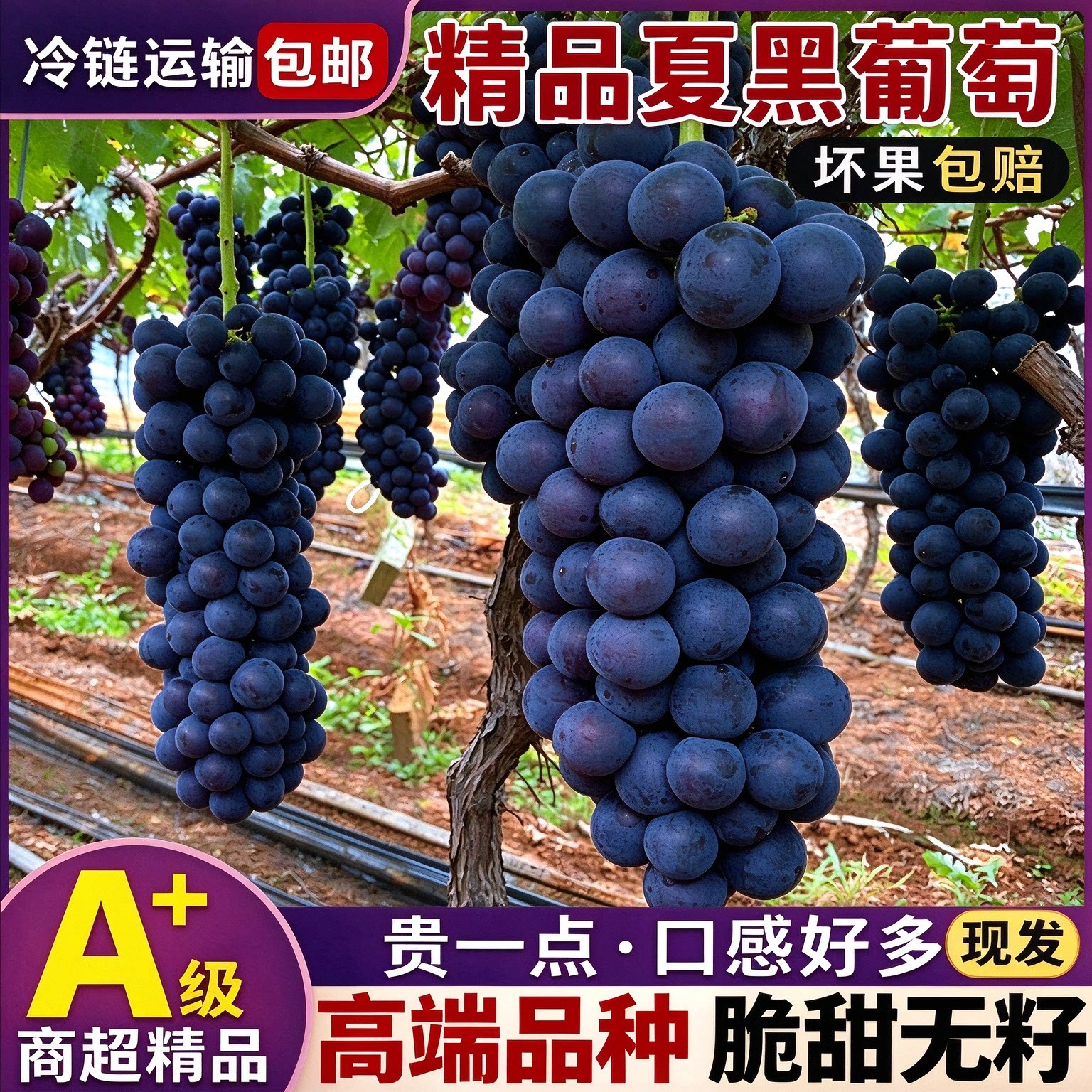 云南夏黑葡萄无籽黑提新鲜当季南方精品高端水果超甜孕妇整箱现货