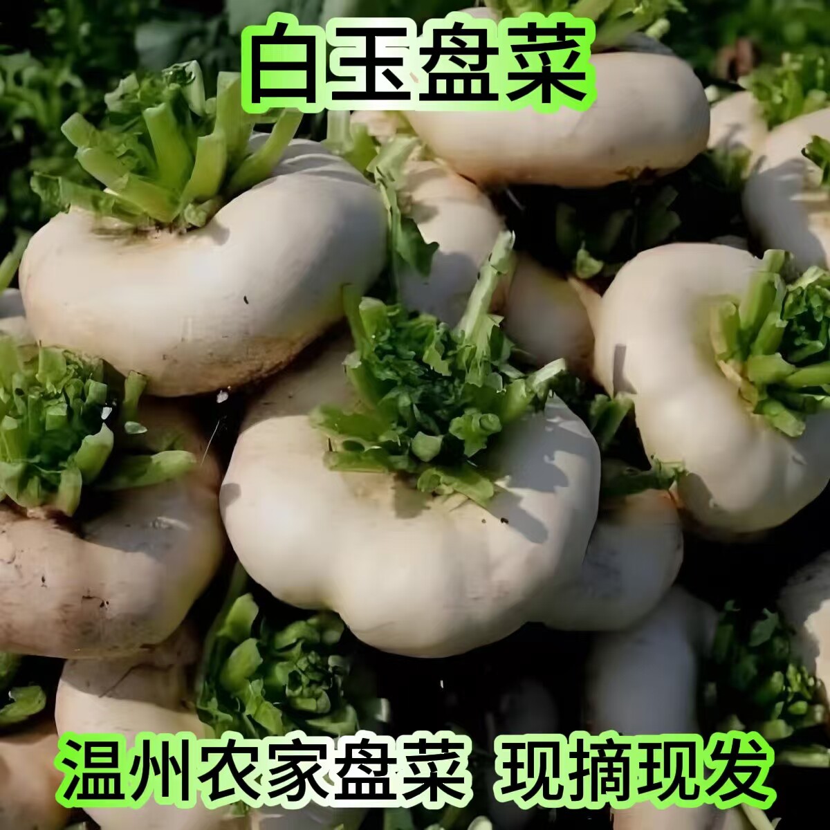 温州特产盘菜新鲜采摘农家蔬菜盘菜头诸葛菜扁萝卜大头菜5斤包邮