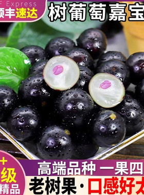 【顺丰】正宗沙巴嘉宝果新鲜树葡萄鲜果现摘现发大果嘉宝果罕见