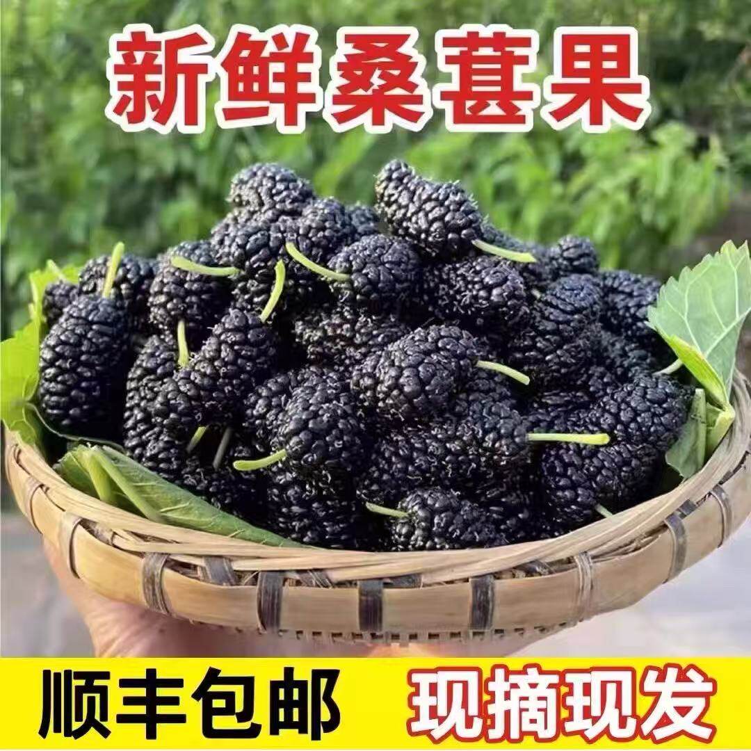 【顺丰包邮】现摘现发新鲜桑葚鲜果桑椹当季孕妇水果黑桑葚果泡酒