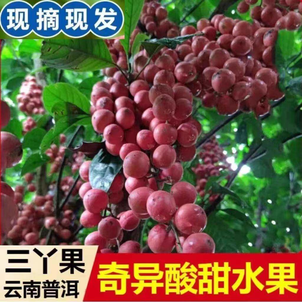 现货包邮云南木奶果三丫果甜木奶果木荔枝白皮山萝葡野山豆