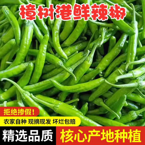 正宗樟树港薄皮辣椒新鲜现摘青椒下饭菜湖南特产农家蔬菜包邮