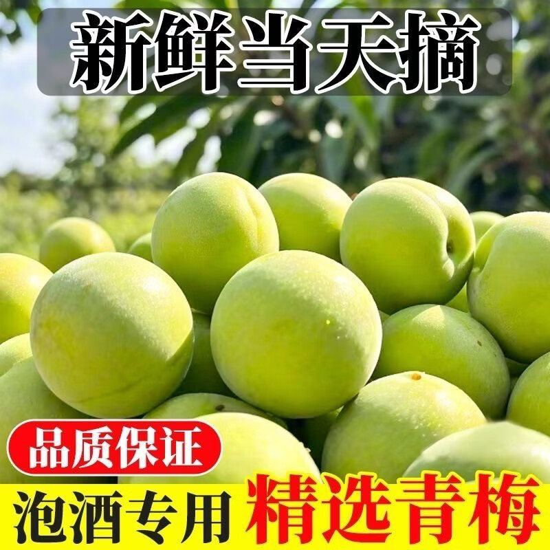 新鲜青梅鲜果现摘酸脆梅子应季水果可泡酒青梅精选大果顺丰包邮