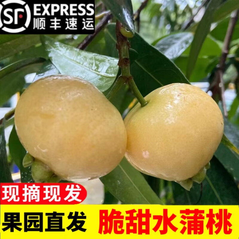 【顺丰】新鲜水蒲桃蒲桃铃铛果2斤叮当果水蒲桃菩提风铃果水番桃