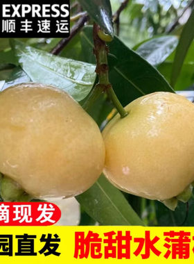 【顺丰】新鲜水蒲桃蒲桃铃铛果2斤叮当果水蒲桃菩提风铃果水番桃