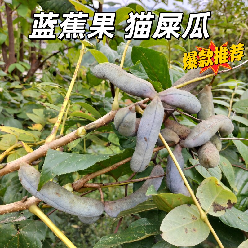 猫儿瓜猫儿屎水果猫屎筒鬼手指野果两斤包邮不常见水果现货现摘