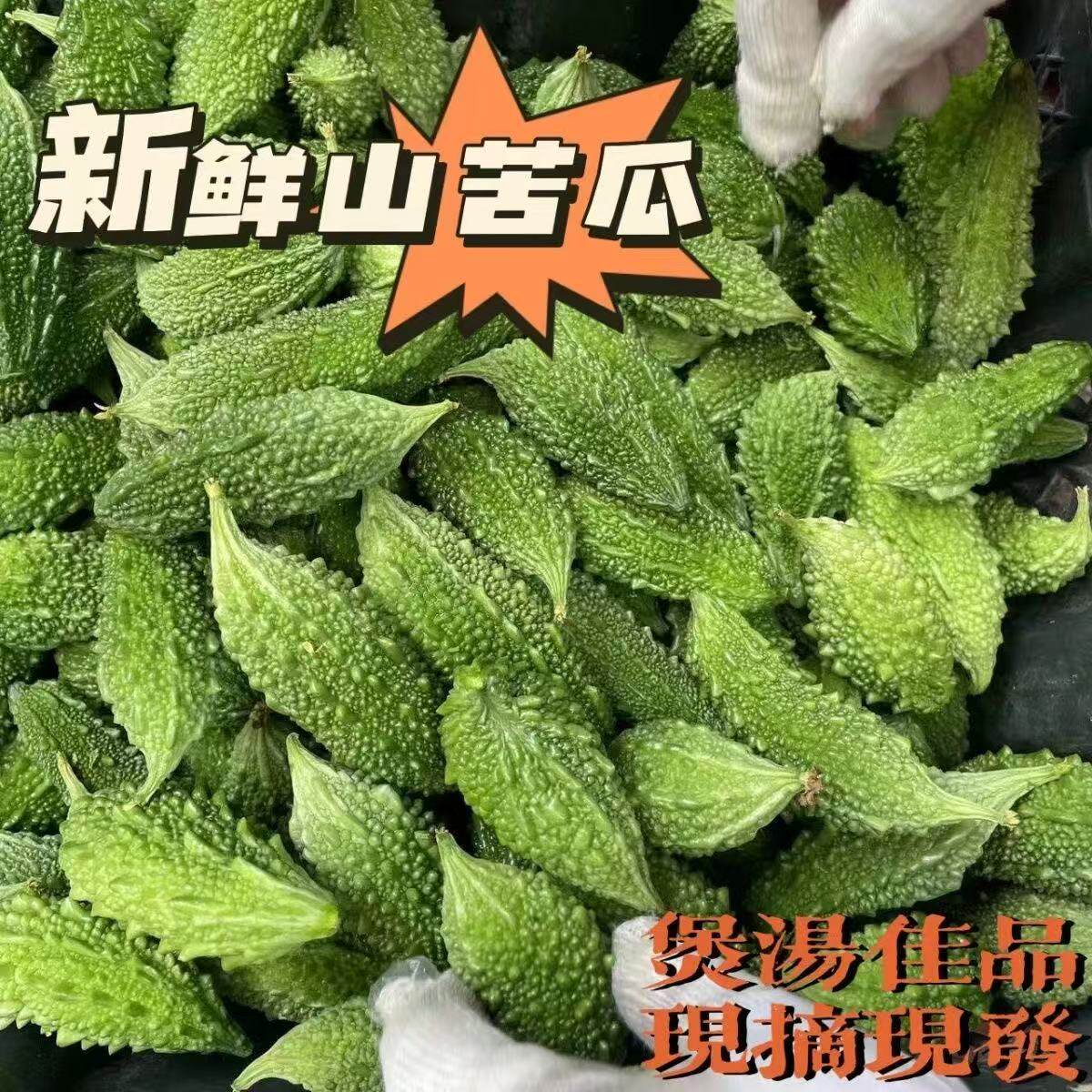 苦瓜金铃子西双版纳泰国小苦瓜吃播蔬菜福建云南山野特色生吃野菜