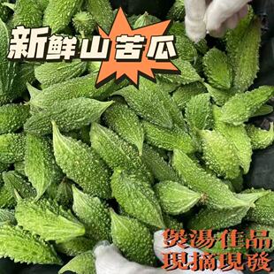 苦瓜金铃子西双版纳泰国小苦瓜吃播蔬菜福建云南山野特色生吃野菜
