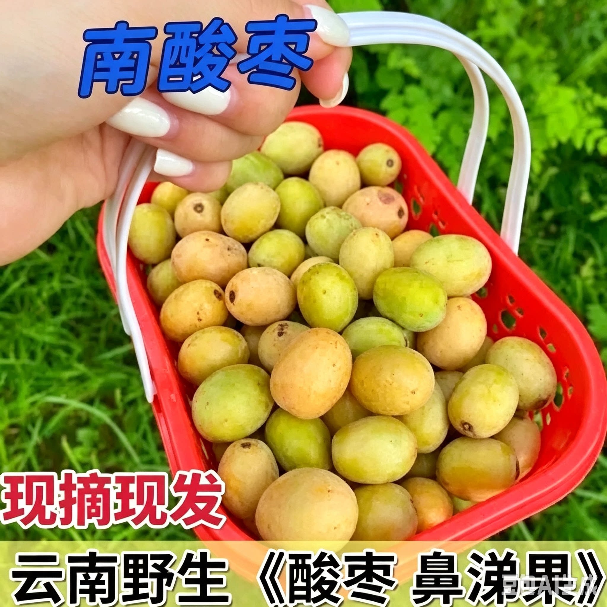 野生酸枣鼻涕果新鲜五眼果现摘现发南酸枣黄酸枣酸枣酸枣糕青果