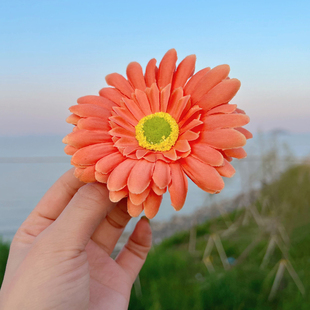 少女写真花花头饰花朵发夹海边度假头花波西米亚非洲菊花头饰拍照