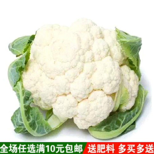 有机白菜花价格 有机白菜花图片 星期三