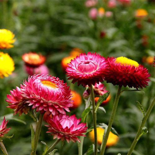麦秆菊种子混色腊菊干花菊花籽景观绿化盆栽花卉阳台园艺切花观花