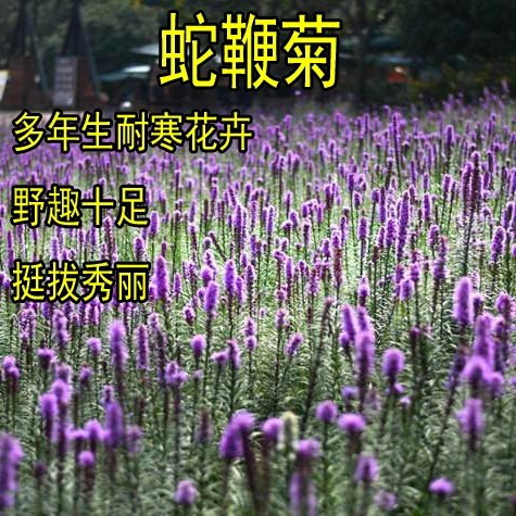 蛇鞭菊种子四季易种活室内阳台绿植盆栽庭院花卉种子花海花籽包邮