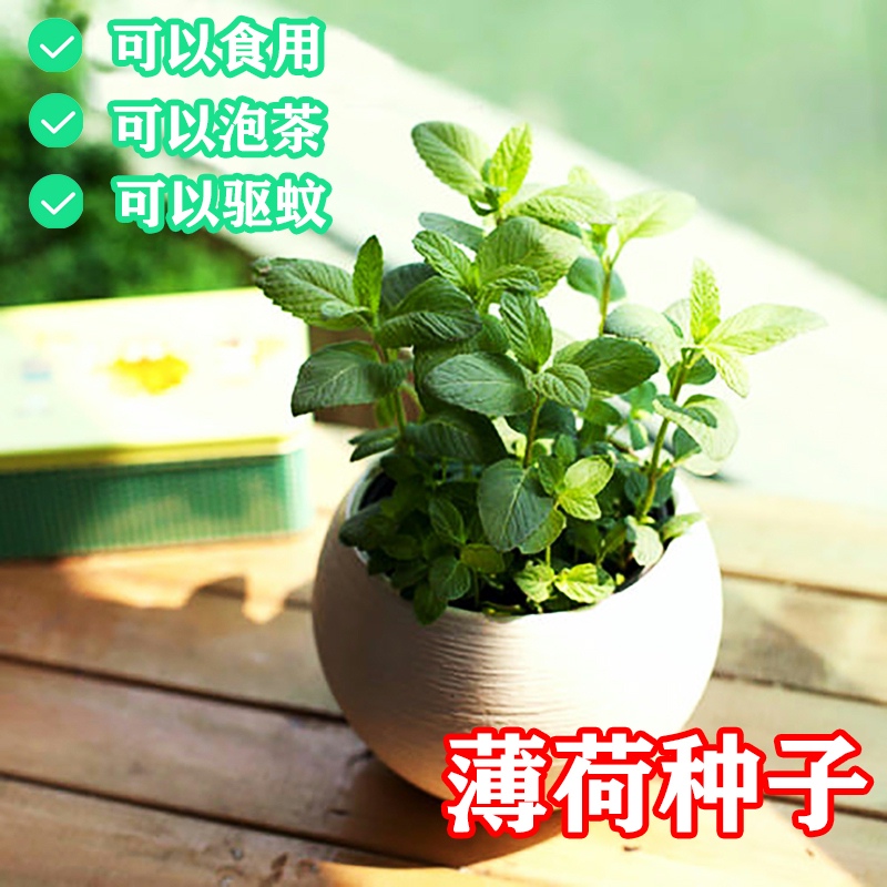 薄荷种子盆栽四季种植猫薄荷种孑柠檬留兰香食用薄荷籽阳台驱蚊草