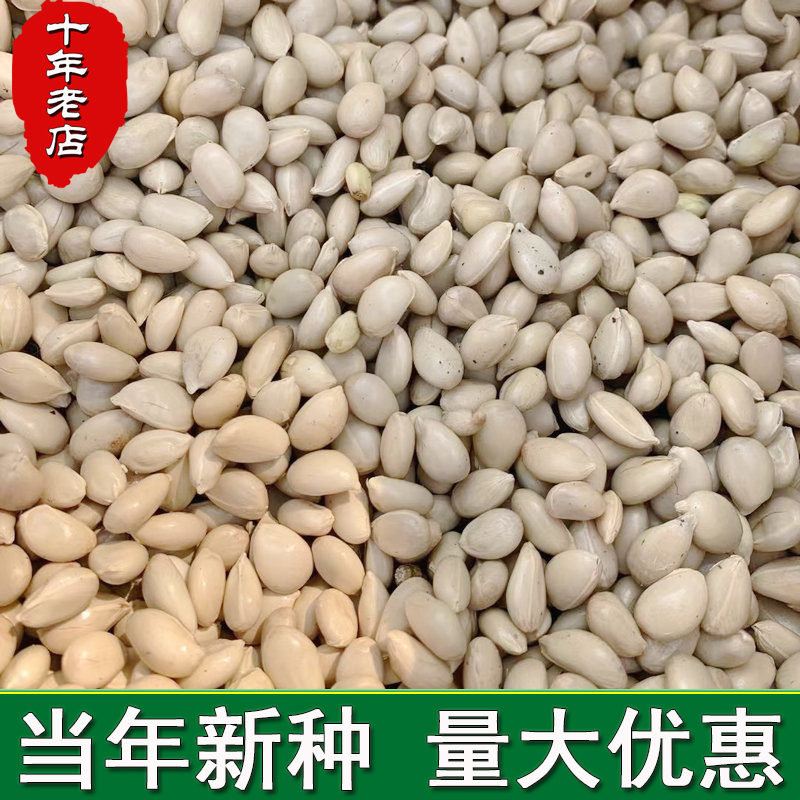 枸橘种子枳壳香橙嫁接砧木树带刺围墙李子铁篱寨臭刺橘红桔红种子