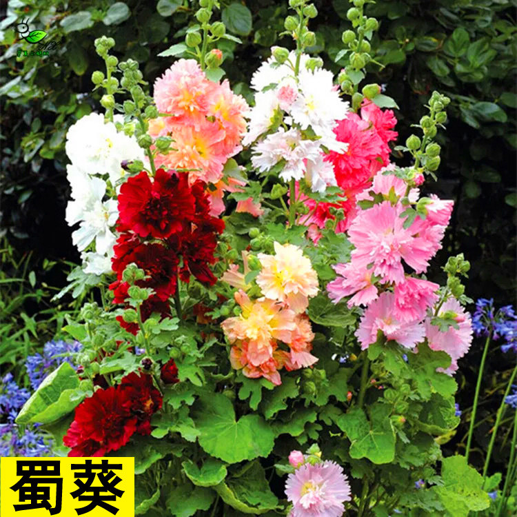 花种子蜀葵种子景观绿化工程园林观花种子草花种子包邮花卉种子籽