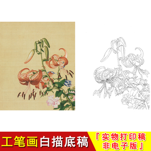 郎世宁工笔花鸟白描底稿仙萼长春册百合牡丹国画入门临摹素材LT11