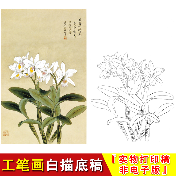 俞致贞工笔画花鸟实物白描底稿 黄唇卡特兰 初学覆盖临摹过稿JV42