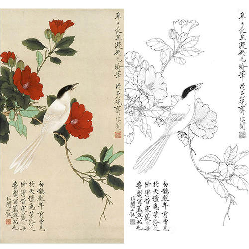 国画花鸟山茶于非闇过透稿线条