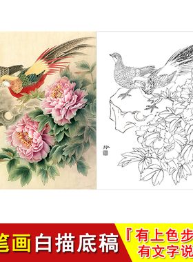 工笔白描底稿 线条画稿 锦鸡芙蓉 装饰 字画 有上色步骤说明ZL04