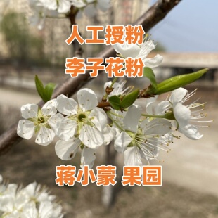 李子花粉 李子树花粉1克精粉 人工授粉 果树授粉花粉